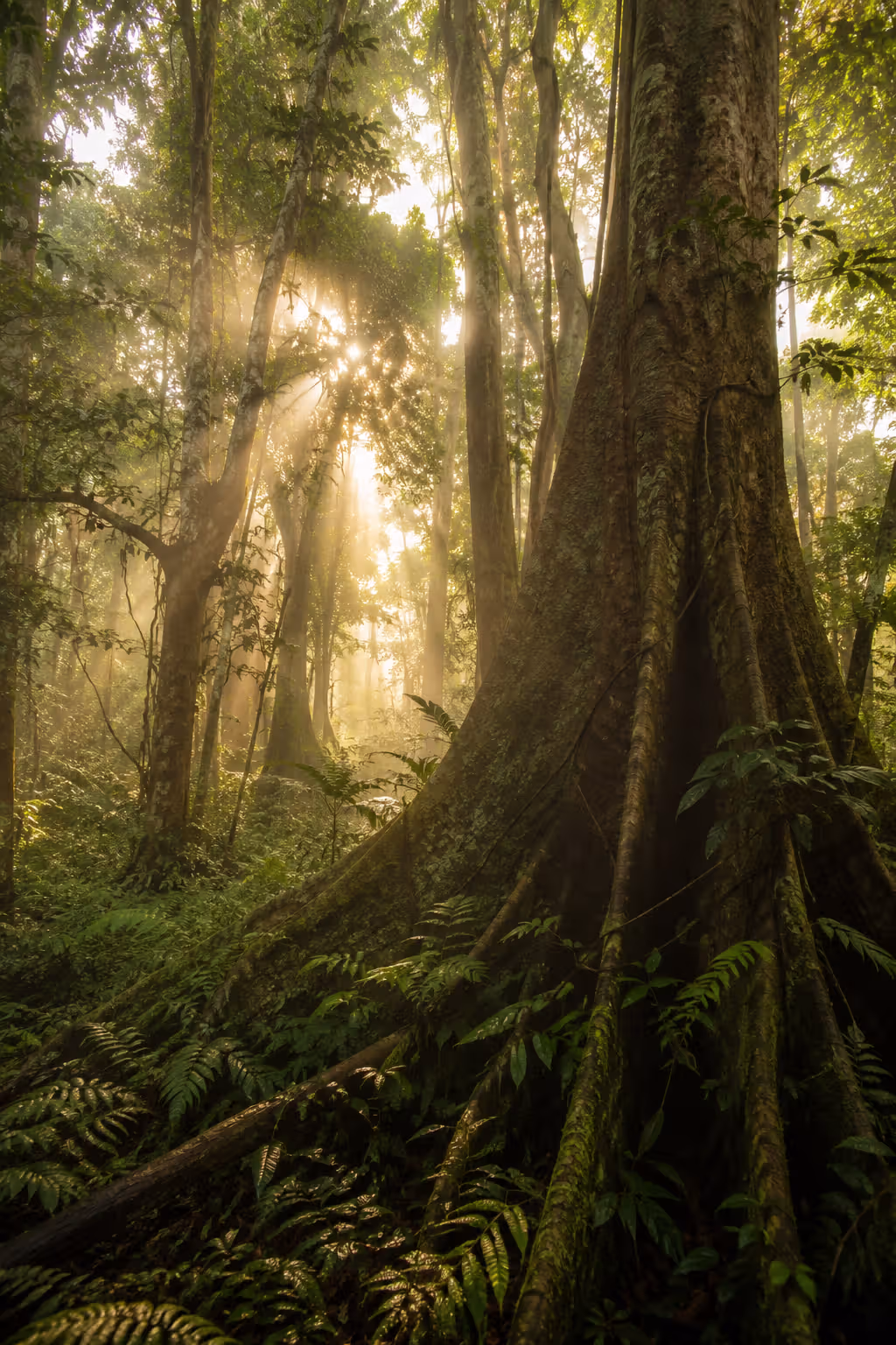 Interior of Kakamega tropical rainforest with golden morning light through the canopy