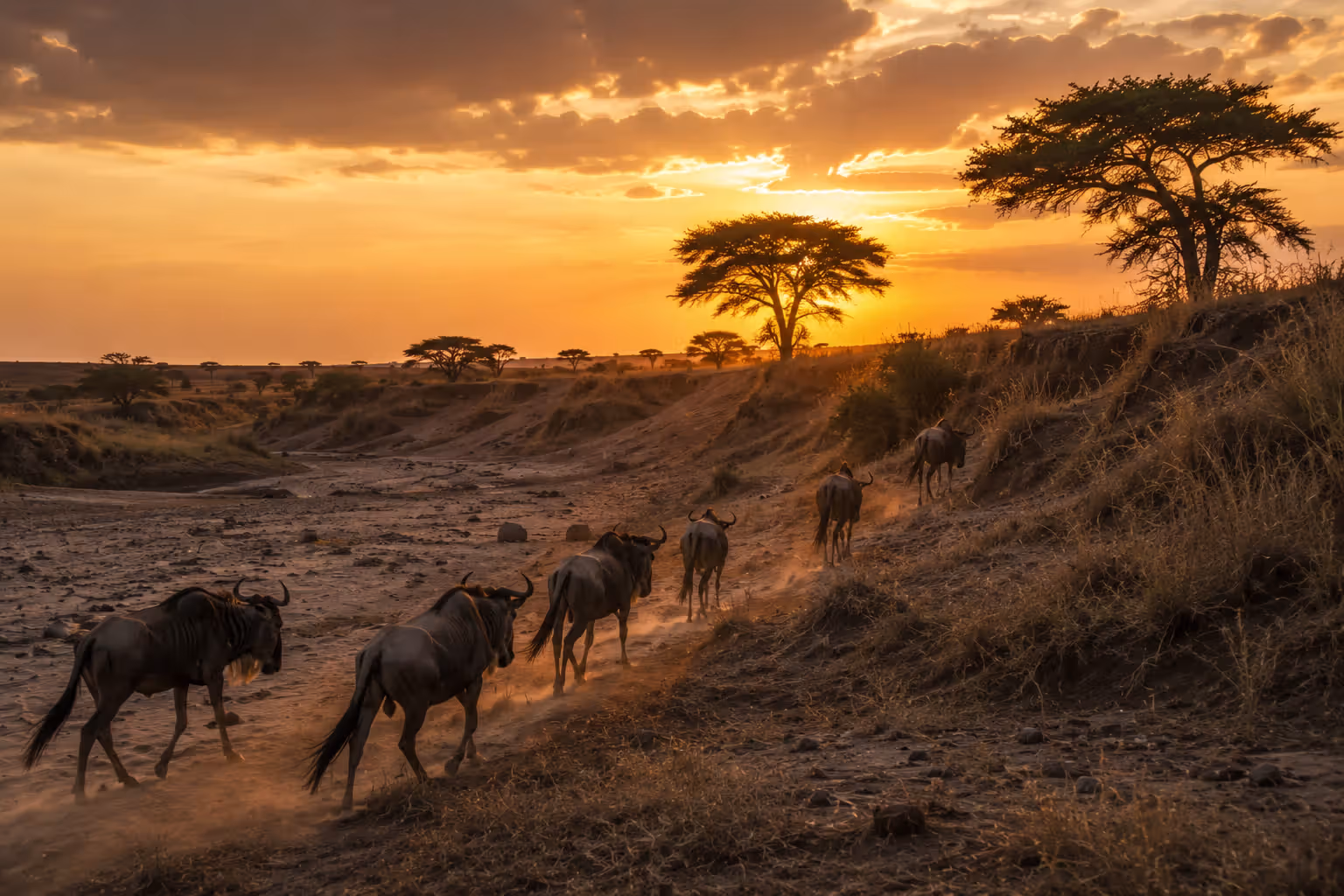 Wildebeest herd crossing the western Masai Mara at golden hour, Kenya