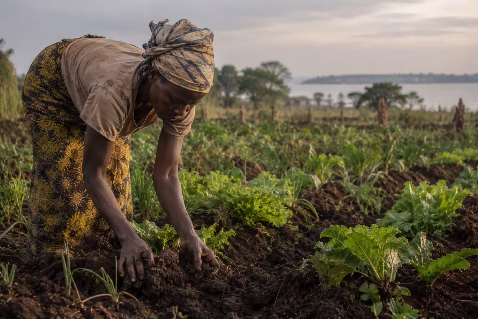 Woman farming near Lake Victoria, Western Kenya, early morning