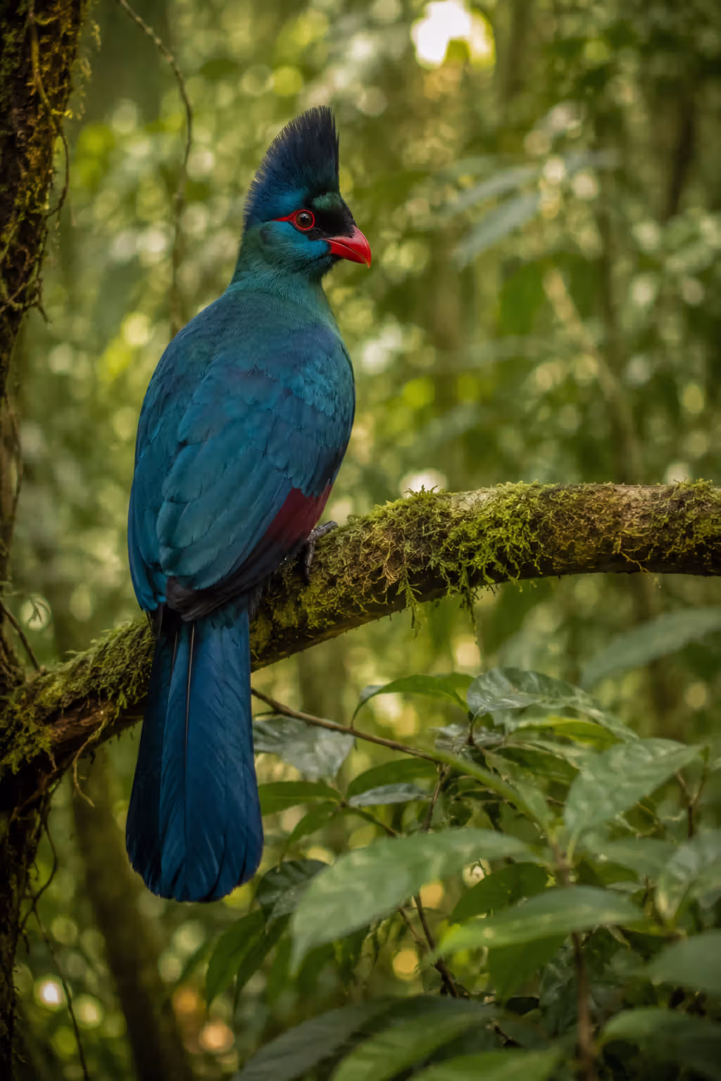 Great Blue Turaco perched on a mossy branch in Kakamega Forest, Kenya