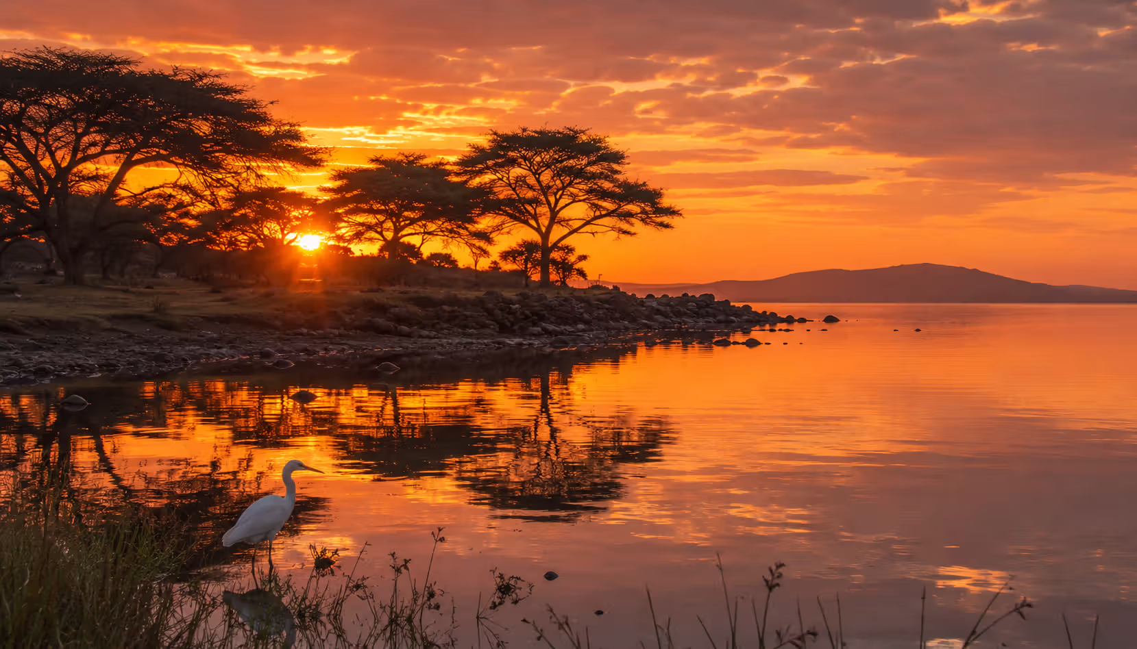 Hippo Point on Lake Victoria at sunset with acacia silhouettes and a single egret