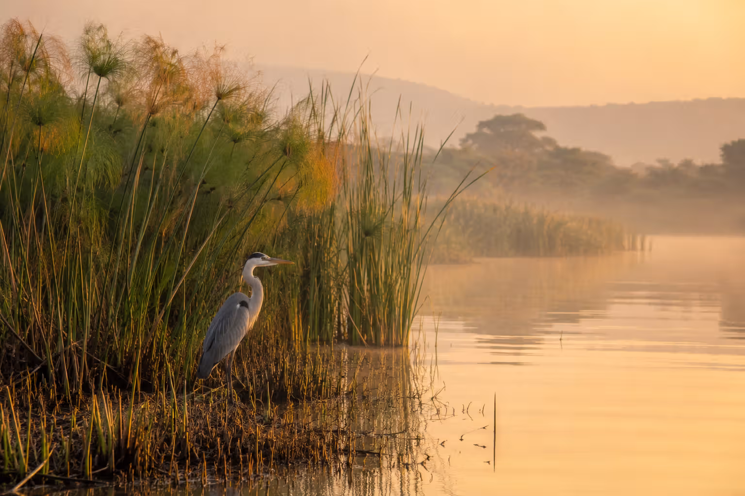 Grey heron standing among papyrus reeds along the Lake Victoria shoreline near Kisumu