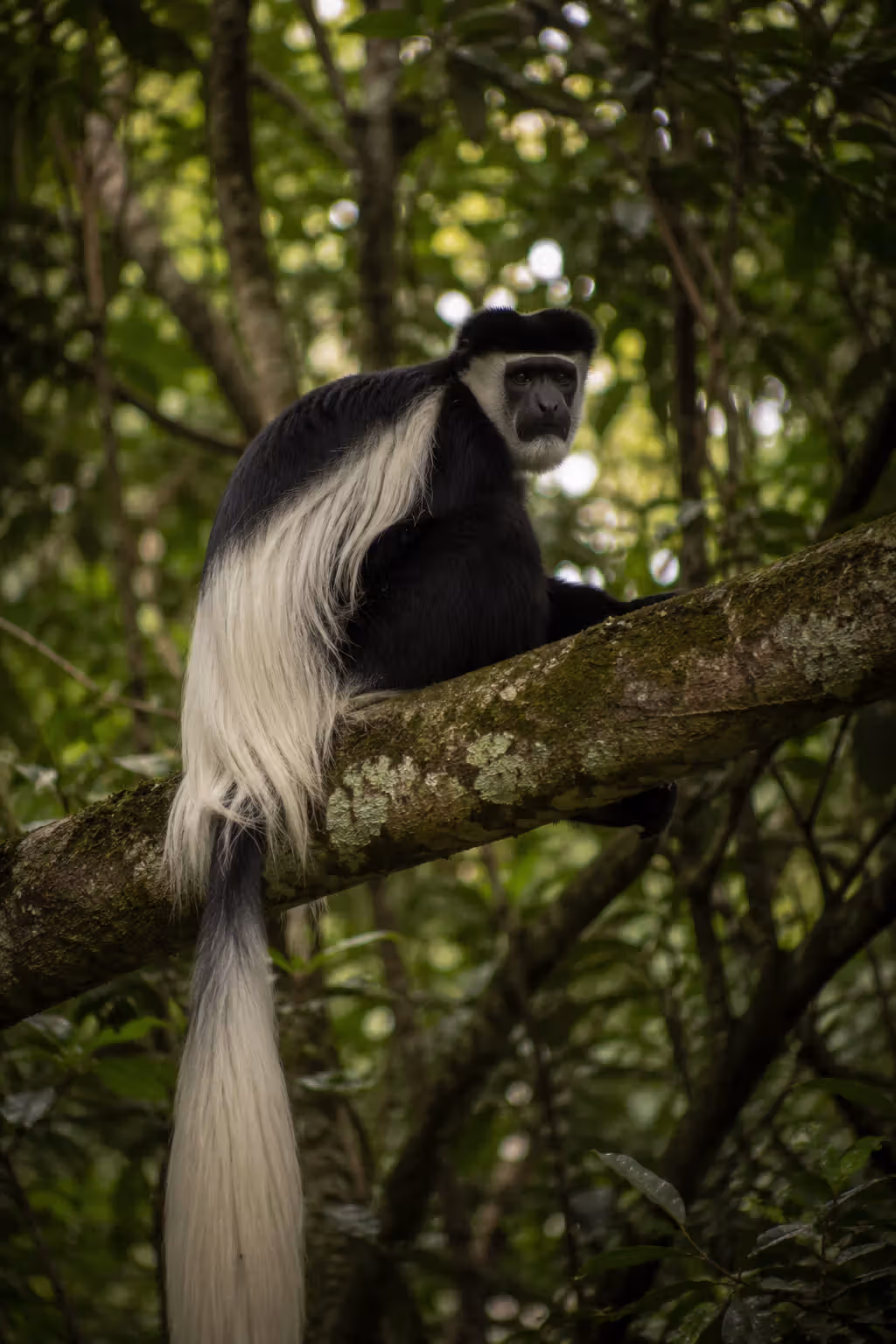 Black and white colobus monkey resting on a branch in Kakamega Forest, Kenya