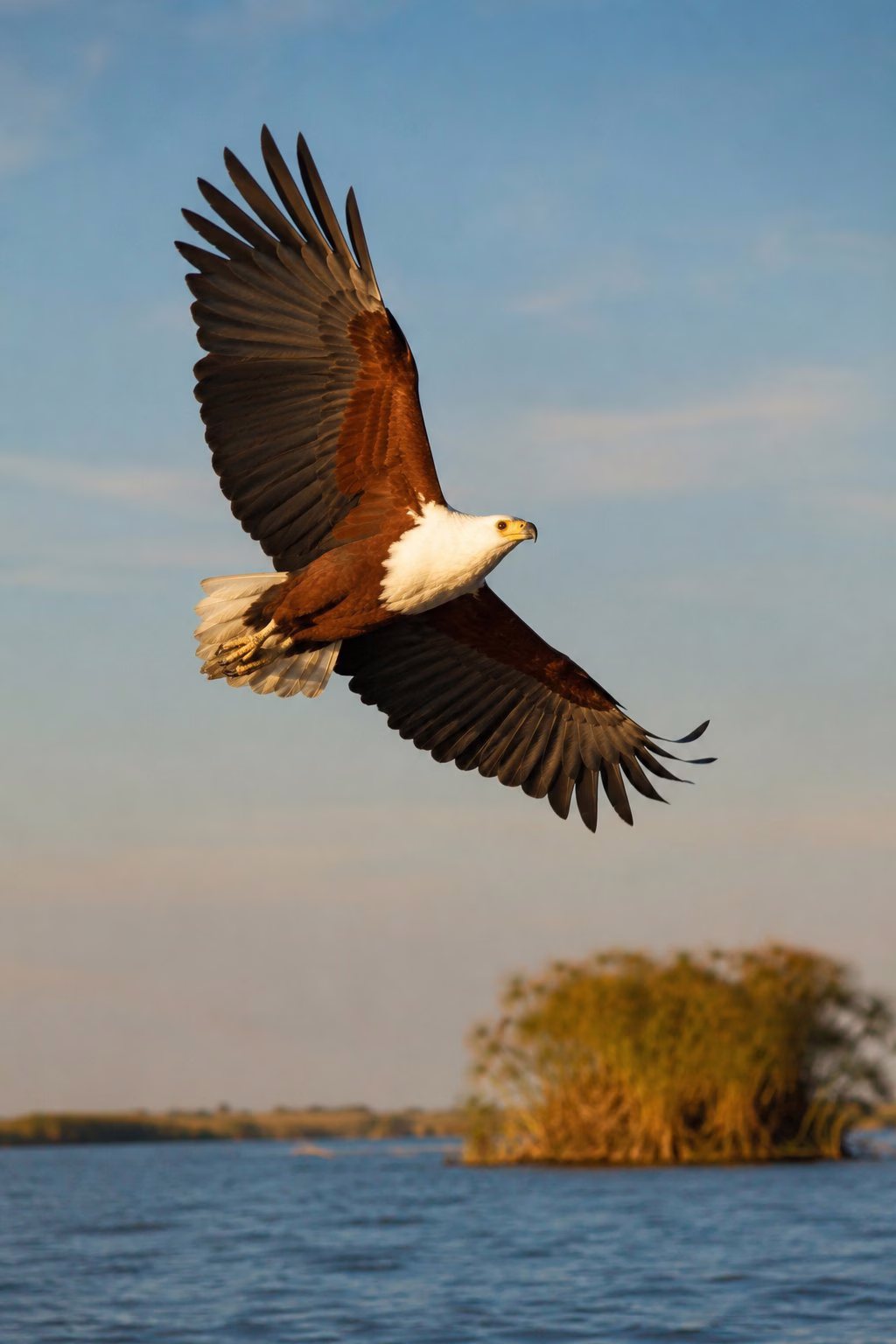 African fish eagle in full flight over Lake Victoria with wings spread wide, Kenya